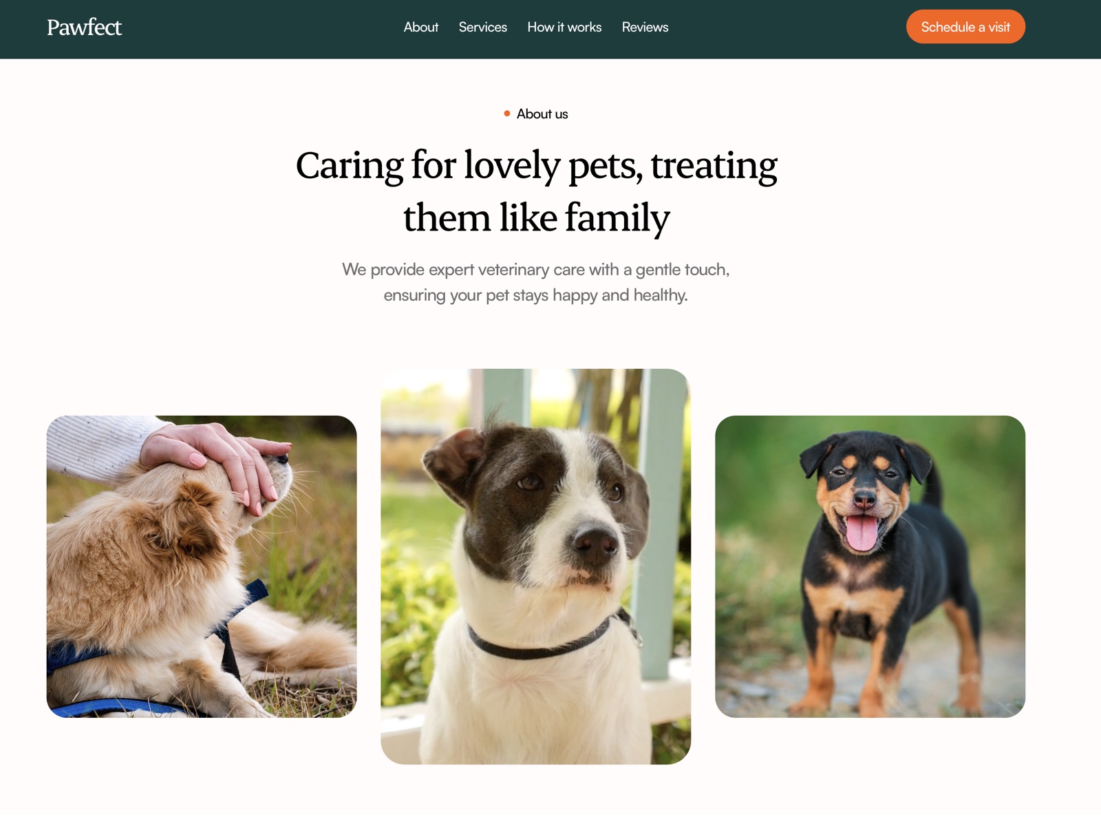Pawfect gallery 3